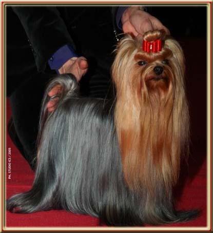 Handling - Yorkshire Terrier