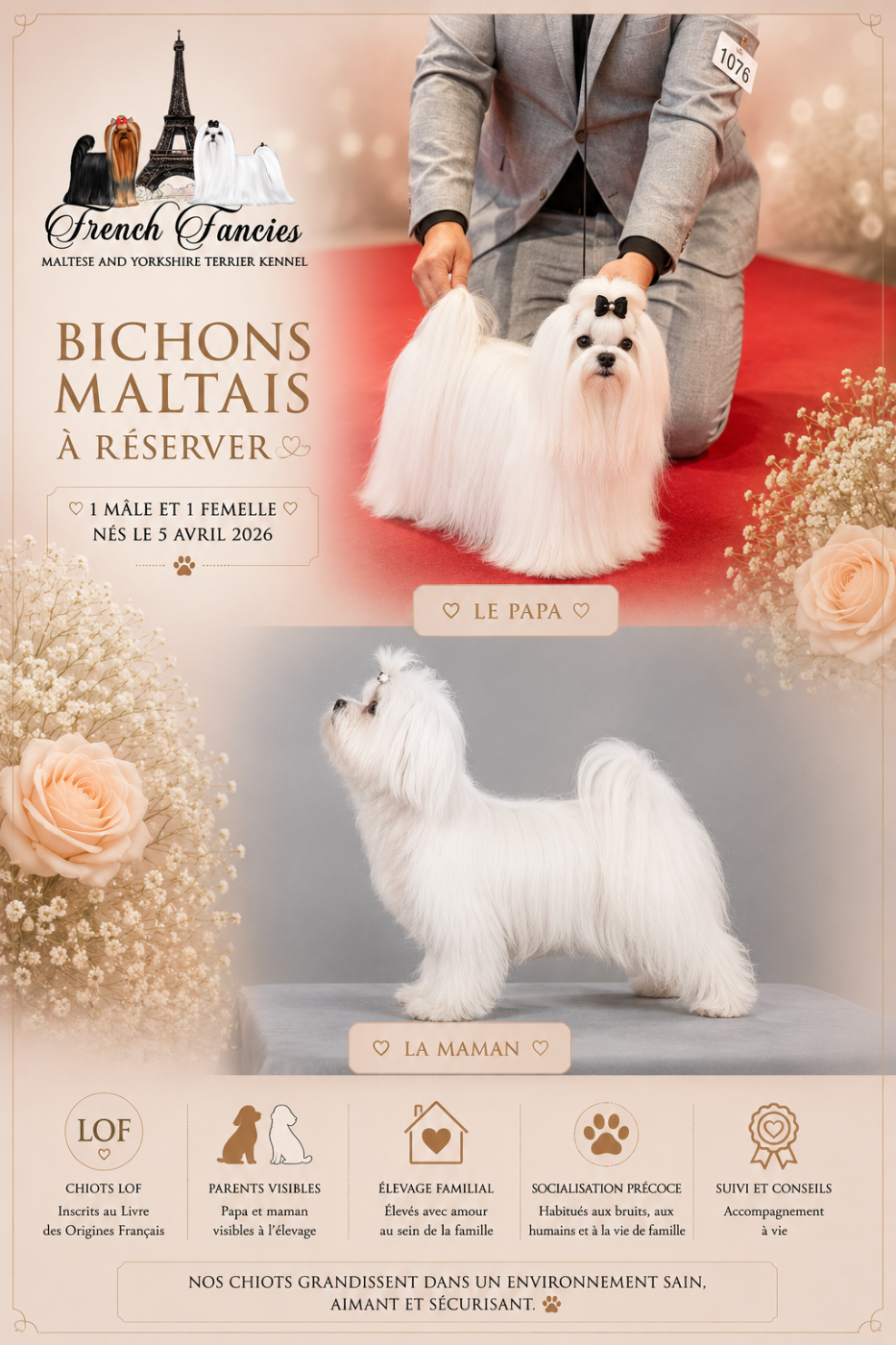Chiot Bichon maltais French fancies